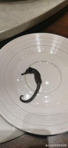 狗仔鲸黄化图片_狗仔鲸黄化基因突变或环境影响