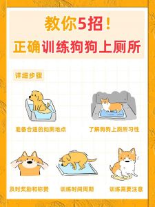 斑点狗怎么训练上厕所_耐心规律教狗狗定点上厕所