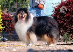 苏格兰牧羊犬禁养吗_兰州市禁养犬种？苏格兰牧羊犬能养吗？