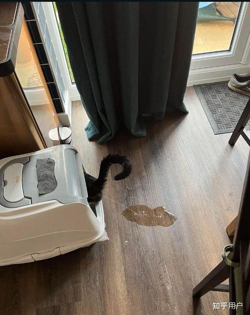 为什么猫总是尿到猫砂盆外面_猫咪乱尿怎么办?简单几招解决 为什么猫总是尿到猫砂盆外面_猫咪乱尿怎么办?简单几招解决