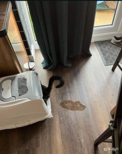 为什么猫总是尿到猫砂盆外面_猫咪乱尿怎么办？简单几招解决