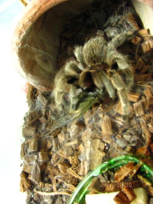 智利红玫瑰蜘蛛能活多久_智利红玫瑰蜘蛛寿命12年饲养指南