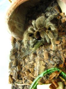 智利红玫瑰蜘蛛能活多久_智利红玫瑰蜘蛛寿命12年饲养指南