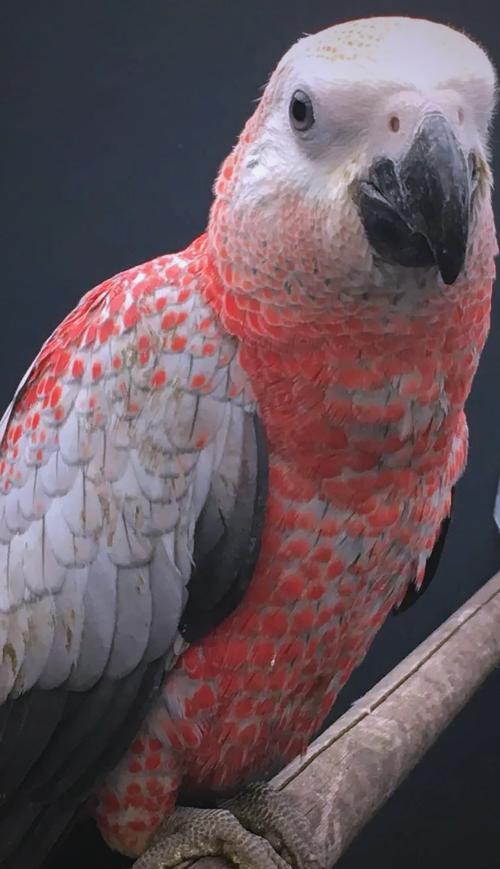 灰鹦鹉的智商有多高_聪明爱说话,但需多陪伴 灰鹦鹉的智商有多高_聪明爱说话,但需多陪伴