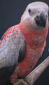 灰鹦鹉的智商有多高_聪明爱说话，但需多陪伴