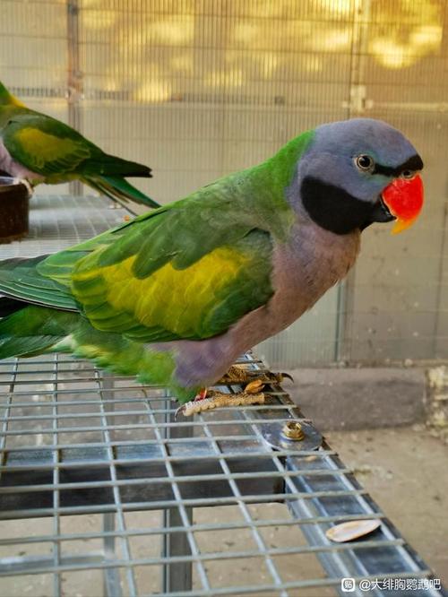 大绯胸鹦鹉优缺点_美丽宠物,需细照料 大绯胸鹦鹉优缺点_美丽宠物,需细照料