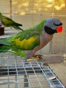 大绯胸鹦鹉优缺点_美丽宠物，需细照料