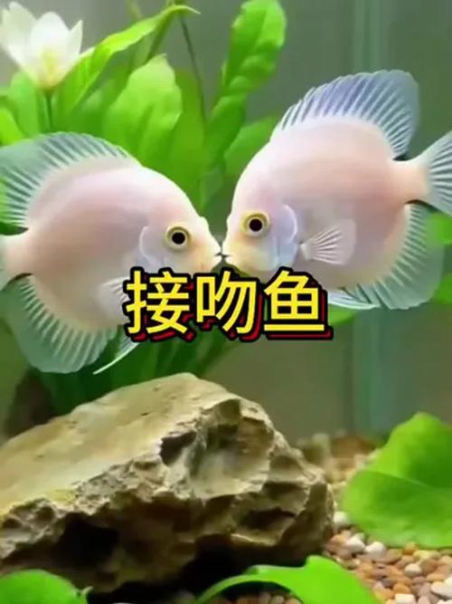 接吻鱼为什么不建议养_接吻鱼水温要求高,新手慎养,放生有害 接吻鱼为什么不建议养_接吻鱼水温要求高,新手慎养,放生有害
