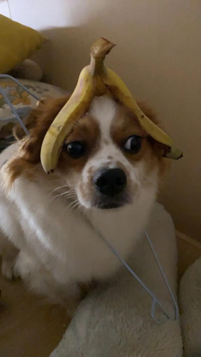 蝴蝶犬串串图片对照表_可爱混血，健康粘人，快来领养！