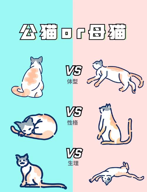 公猫母猫怎么分辨图_公母猫怎么分?看特征识性别 公猫母猫怎么分辨图_公母猫怎么分?看特征识性别