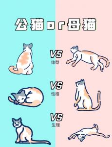 公猫母猫怎么分辨图_公母猫怎么分？看特征识性别