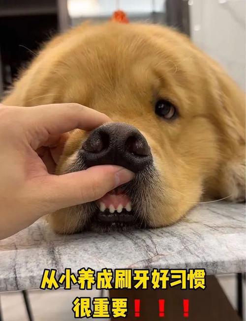 狗狗多久刷牙一次合适_狗狗刷牙护健康，定期检查防牙结石