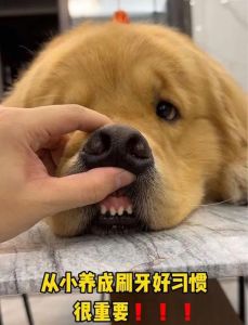 狗狗多久刷牙一次合适_狗狗刷牙护健康，定期检查防牙结石