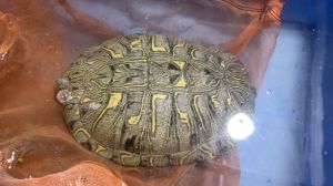 最大的巨型巴西龟_巴西龟入侵生态危害大，请勿饲养放生