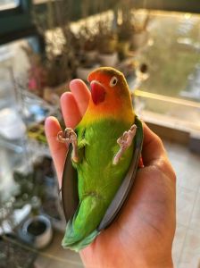 摸牡丹鹦鹉翅膀底下会叫_解读肢体语言，温柔建立信任