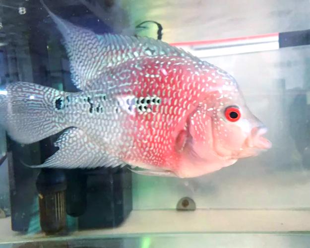 罗汉鱼起头的征兆_罗汉鱼爆头特征及加速方法 罗汉鱼起头的征兆_罗汉鱼爆头特征及加速方法