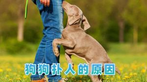 狗狗扑人是表达什么_狗狗扑人怎么办？友好互动与科学引导