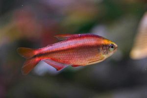 超级红魔鬼鱼好养吗_色彩艳丽需独养，新手慎入！