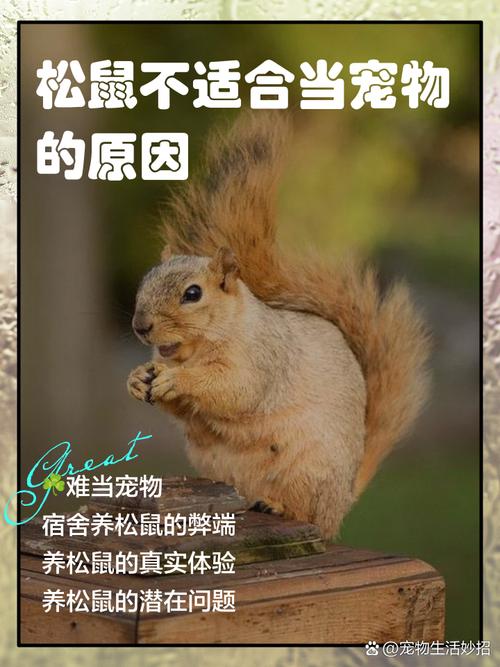 松鼠为什么不建议养_松鼠不适合家养，风险高！