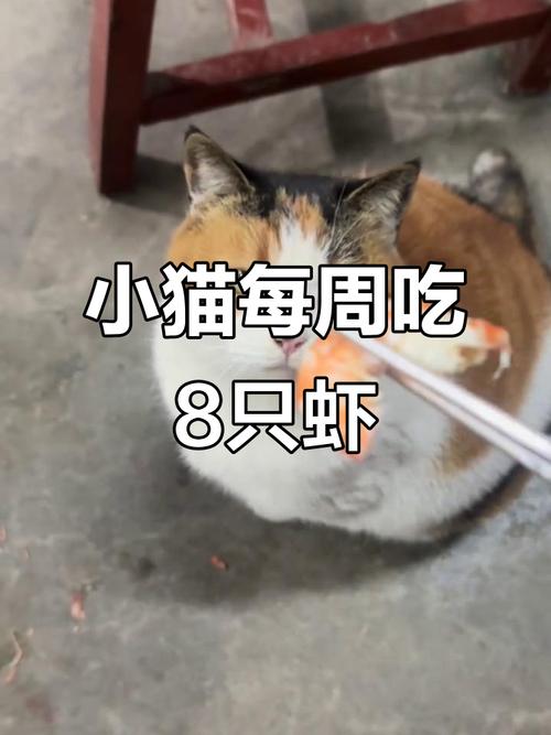 猫咪几个月大能吃虾_幼猫莫喂虾,成年控量煮透,老人适量防过敏 猫咪几个月大能吃虾_幼猫莫喂虾,成年控量煮透,老人适量防过敏