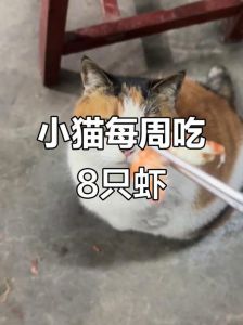猫咪几个月大能吃虾_幼猫莫喂虾，成年控量煮透，老人适量防过敏