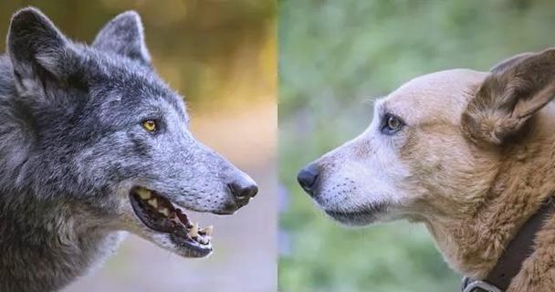 狗和狼单挑哪个厉害_体型力量脑容量都占优