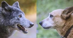 狗和狼单挑哪个厉害_体型力量脑容量都占优