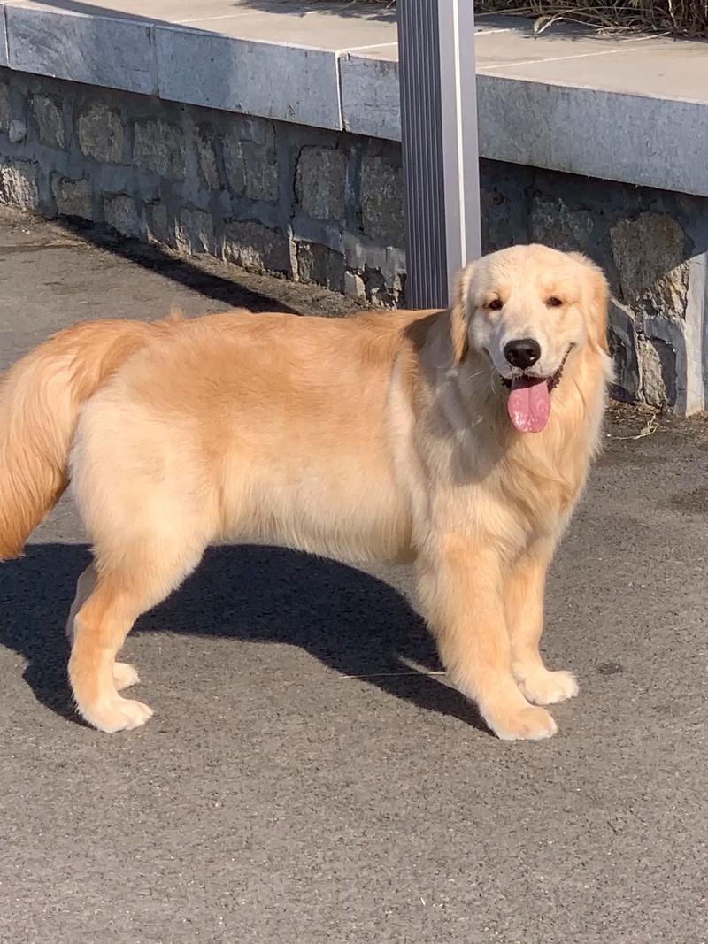 金毛特征标准图片_真假金毛怎么分辨?看特征查血统! 金毛特征标准图片_真假金毛怎么分辨?看特征查血统!