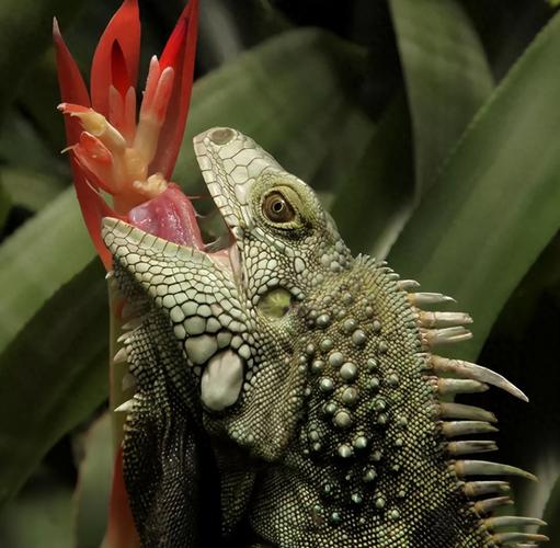 绿鬣蜥为什么不能随便养_难养保护动物，养前必看！