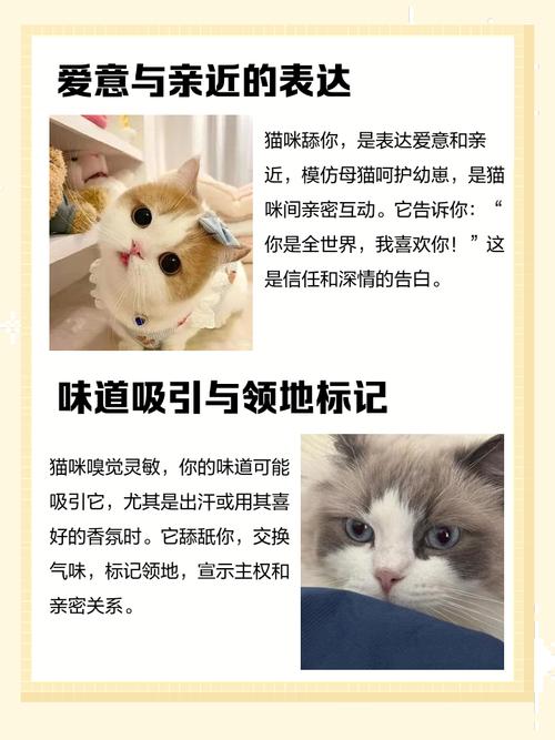 猫咪舔主人是爱还是恨_猫咪舔人是信任爱意，主人应积极回应