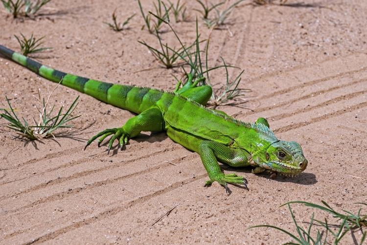 绿鬣蜥能吃隔夜的蔬菜吗_绿鬣蜥饮食与护理要点