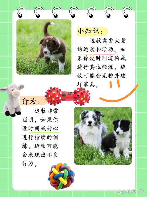 养边牧的10大忠告_聪明难养边境牧羊犬怎么养？
