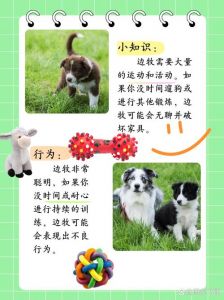 养边牧的10大忠告_聪明难养边境牧羊犬怎么养？
