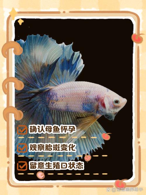 孔雀鱼繁殖的前兆图_孔雀鱼临产信号及繁殖注意事项 孔雀鱼繁殖的前兆图_孔雀鱼临产信号及繁殖注意事项