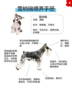 雪纳瑞采耳后需要护理吗_雪纳瑞采耳后护理要点