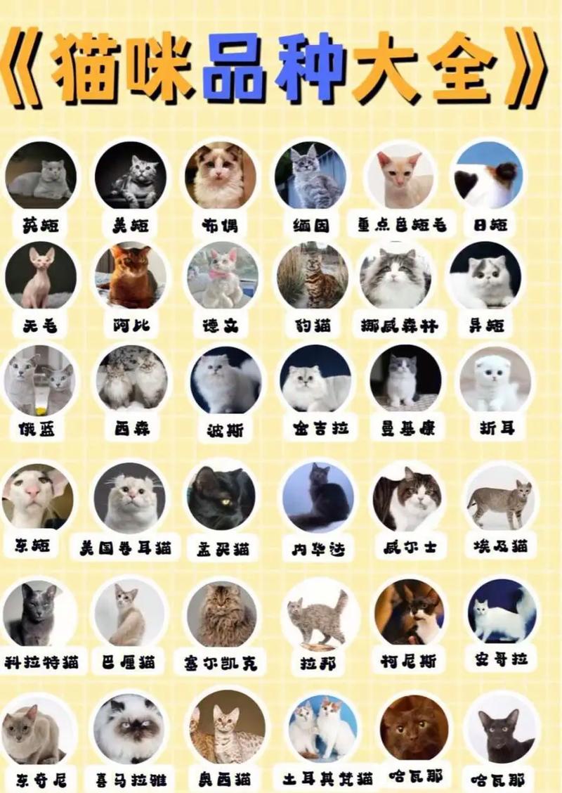 猫品种大全100种图片_猫咪品种多又萌,从古至今作伙伴 猫品种大全100种图片_猫咪品种多又萌,从古至今作伙伴