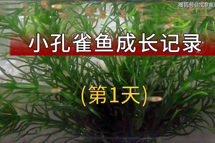 孔雀鱼繁殖全过程图解_孔雀鱼求偶开屏，怀孕现胎斑