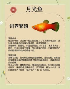 月光鱼注意事项_月光鱼养鱼缸光照水质喂食繁殖要点