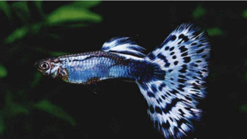孔雀鱼繁殖全过程图解_孔雀鱼求偶开屏，怀孕现胎斑