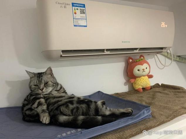 猫咪怕热还是怕冷吗_猫咪怕冷又怕热?注意保暖防暑! 猫咪怕热还是怕冷吗_猫咪怕冷又怕热?注意保暖防暑!