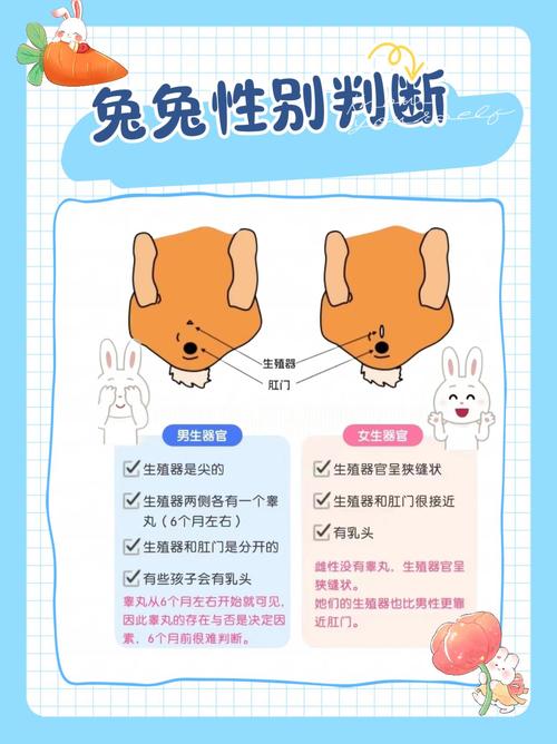 兔子什么举动是认主了_我家兔子爱亲我，是把我当家人啦！