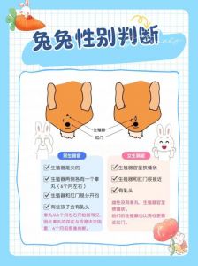 兔子什么举动是认主了_我家兔子爱亲我，是把我当家人啦！