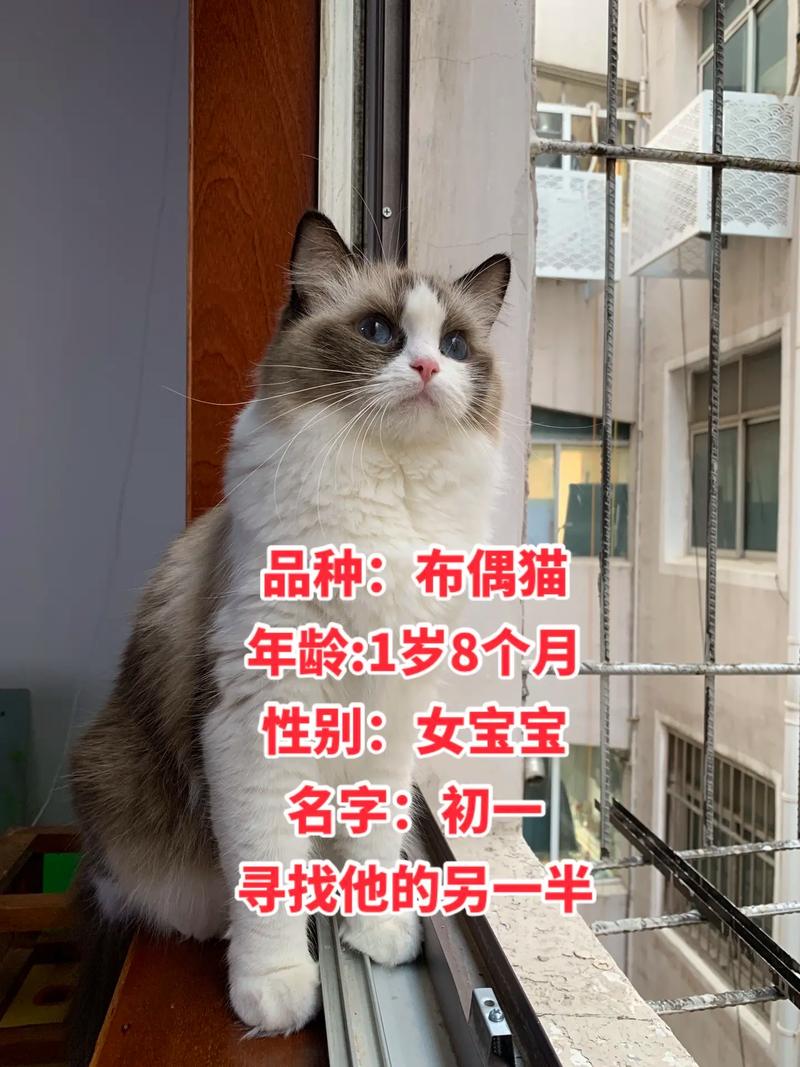 11个月的猫算成年猫吗_活力不减，饮食健康要注意