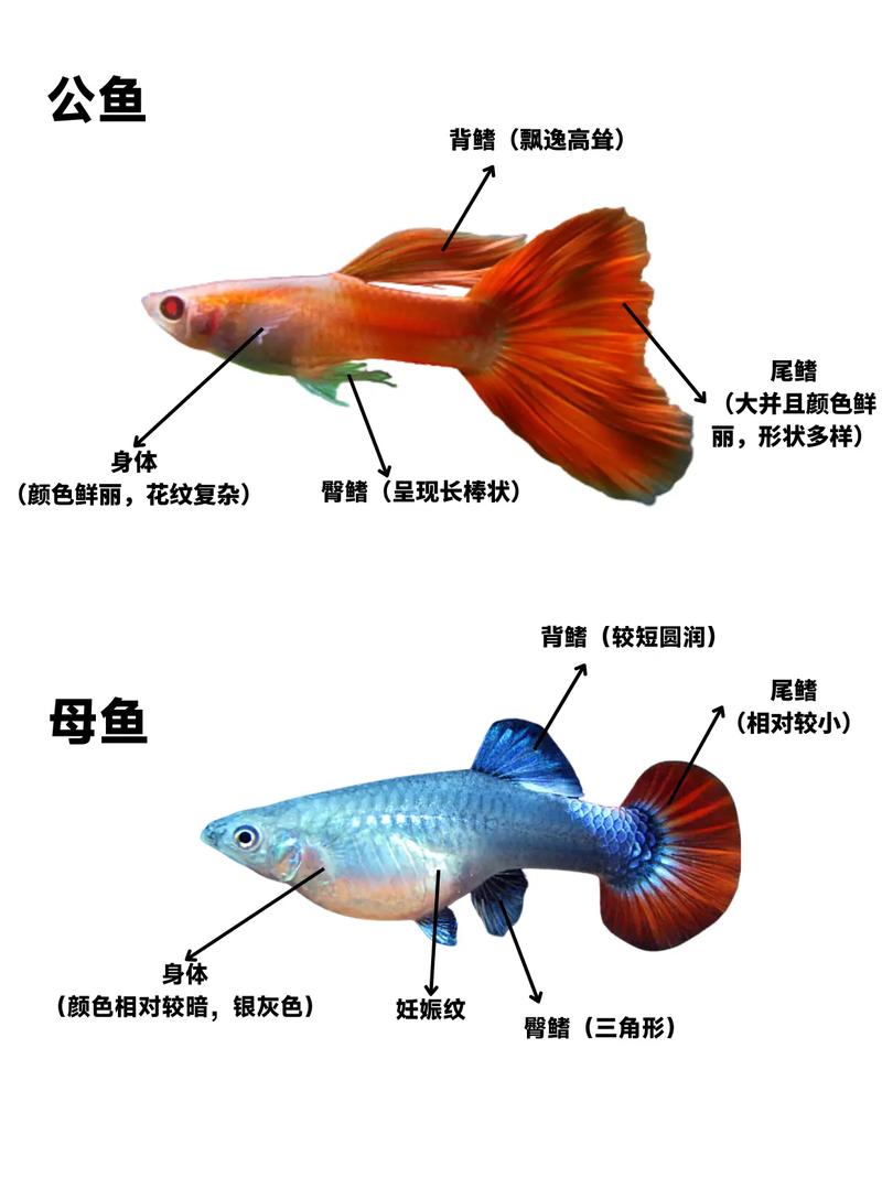 怎么判断孔雀鱼生完了_孔雀鱼生宝宝前后的变化