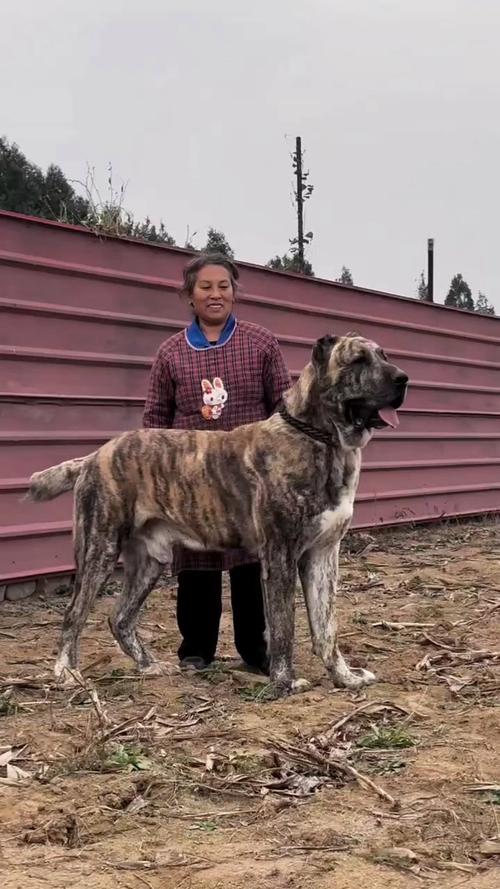 养中亚牧羊犬安全吗_忠诚护卫犬，饲养需谨慎