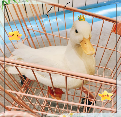 王思聪养的鸭子什么品种_王思聪买鸭中贵族，柯尔鸭身价暴跌