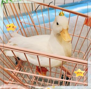 王思聪养的鸭子什么品种_王思聪买鸭中贵族，柯尔鸭身价暴跌