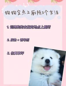狗狗大小便训练口令_狗狗定点上厕所训练方法