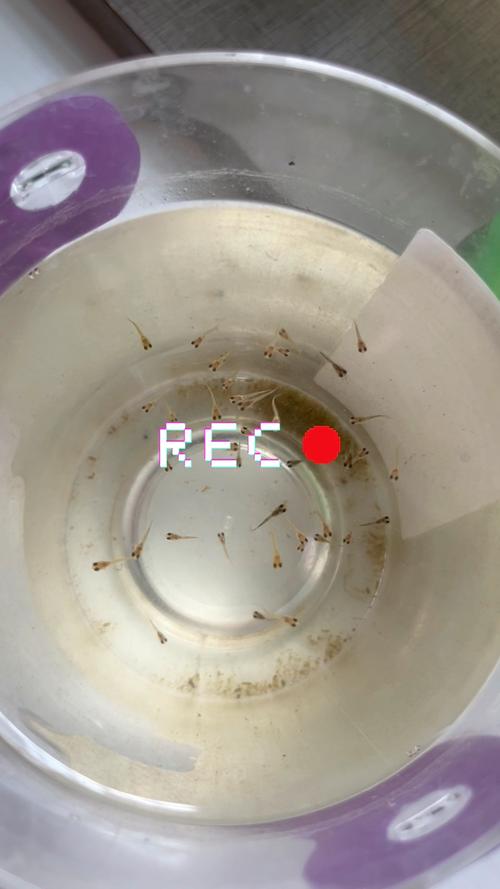 孔雀鱼自生自灭+爆缸_水好喂对,轻松繁殖 孔雀鱼自生自灭+爆缸_水好喂对,轻松繁殖