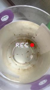 孔雀鱼自生自灭+爆缸_水好喂对，轻松繁殖